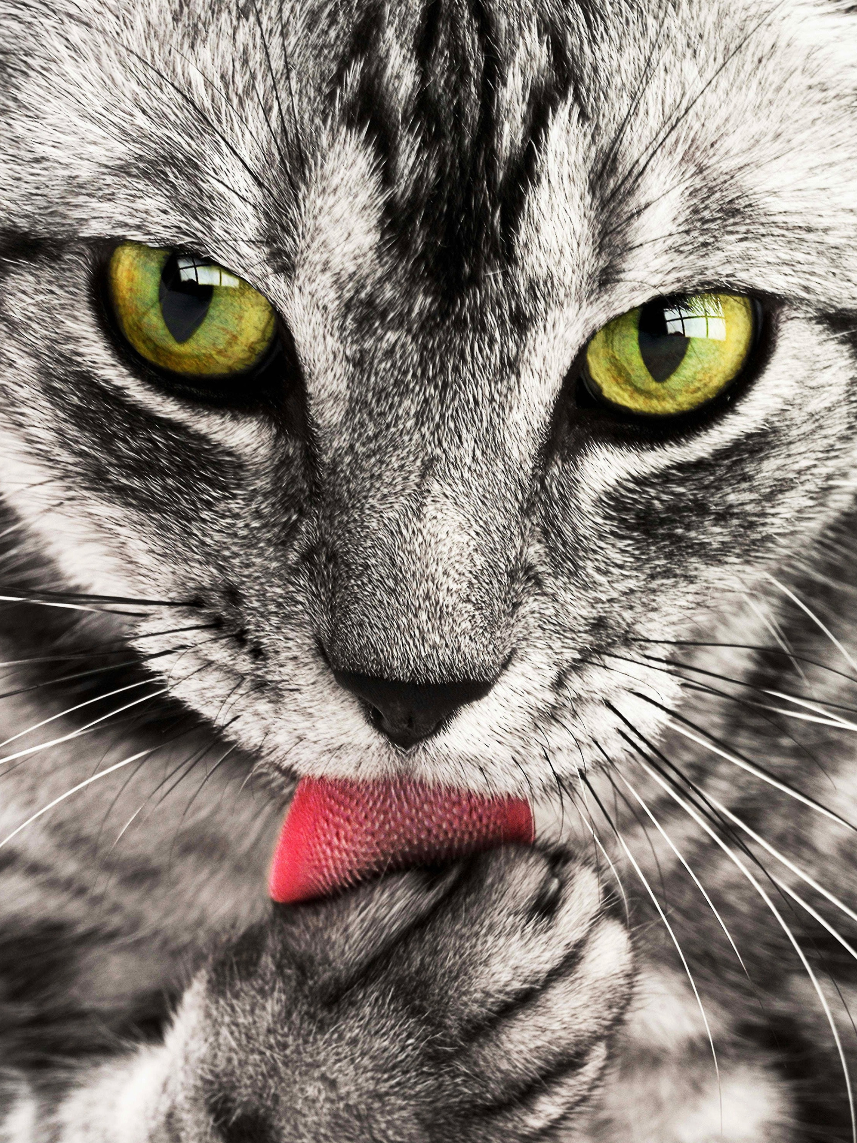 Cute Kitten Close-Up Poster (18×24) – Green-Eyed Cat Licking Nose Animal Photography Wall Art