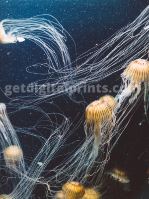 Deep Sea Jellyfish Poster – Ethereal Ocean Jellyfish Photography Wall Art