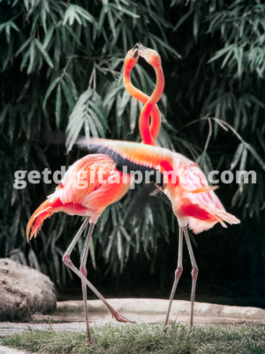Elegant Flamingo Pair Poster – Pink Flamingo Wildlife Photography Wall Art