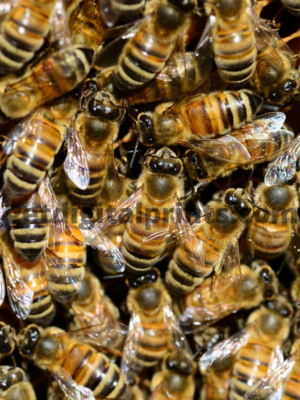 Honeybee Swarm Macro Poster – Close-Up Bee Hive Nature Photography Wall Art